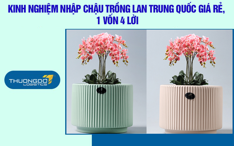 Kinh nghiệm nhập chậu trồng lan Trung Quốc giá rẻ, 1 vốn 4 lời