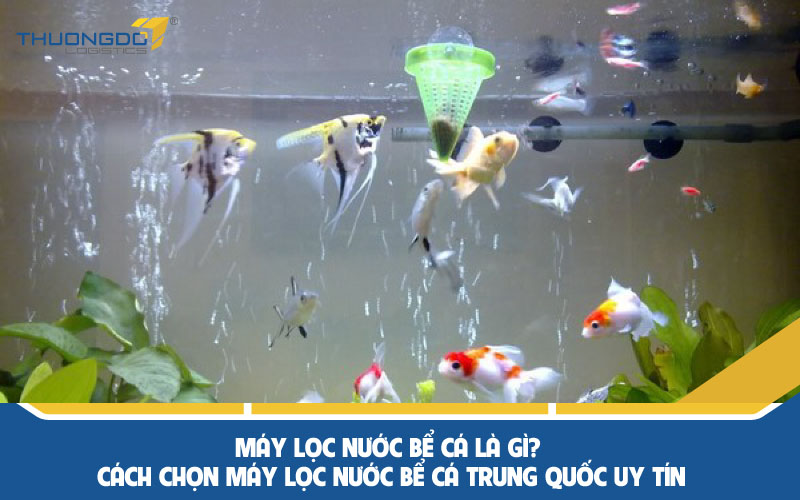 Máy lọc nước bể cá là gì? Cách chọn máy lọc nước bể cá Trung Quốc uy t