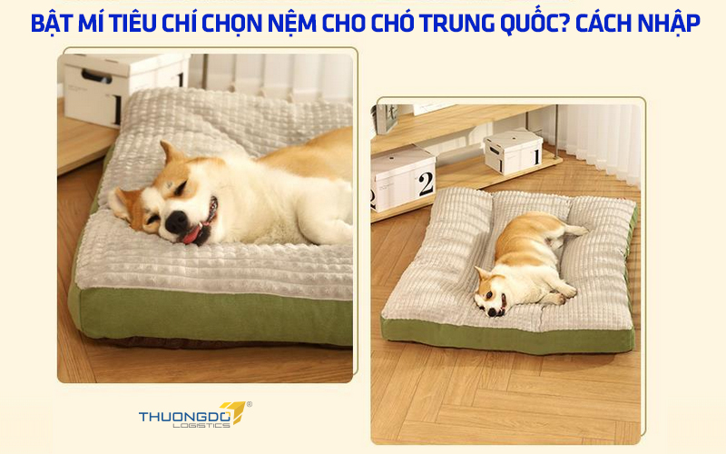Bật mí tiêu chí chọn nệm cho chó Trung Quốc? Cách nhập hàng