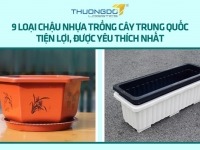 9 loại chậu nhựa trồng cây Trung Quốc tiện lợi, được yêu thích nhất