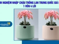 Kinh nghiệm nhập chậu trồng lan Trung Quốc giá rẻ, 1 vốn 4 lời