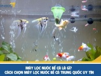 Máy lọc nước bể cá là gì? Cách chọn máy lọc nước bể cá Trung Quốc uy tín