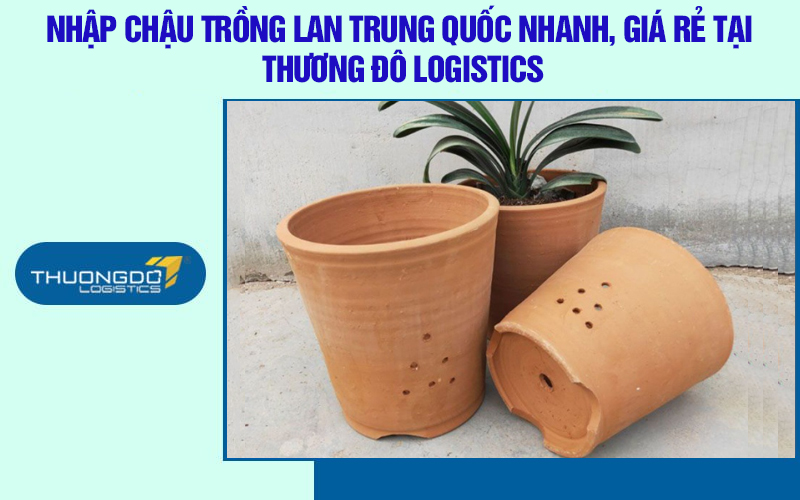 Nhập chậu trồng lan Trung Quốc nhanh, giá rẻ tại Thương Đô Logistics