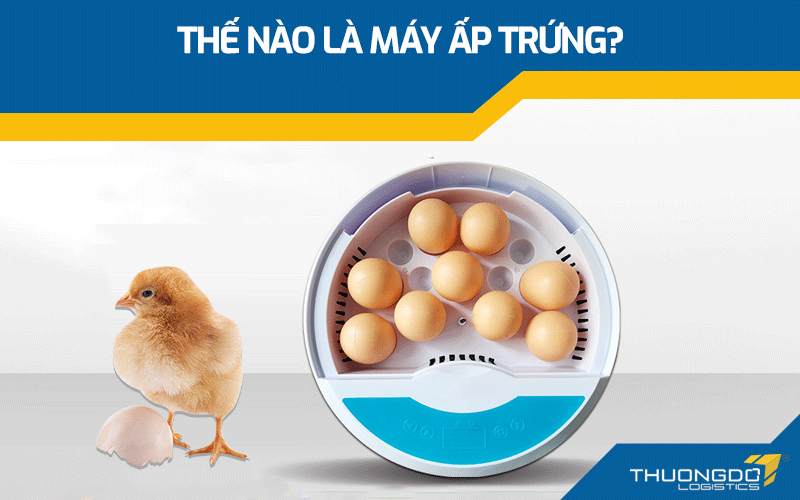  Thế nào là máy ấp trứng?