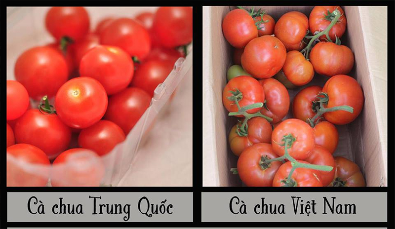  Cà chua Trung Quốc  được phun thuốc nên có màu đẹp và tươi lâu hơn