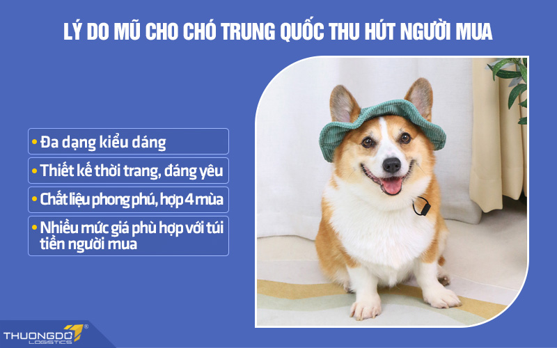 Một số lý do mũ cho chó nội địa Trung thu hút người mua lựa chọn