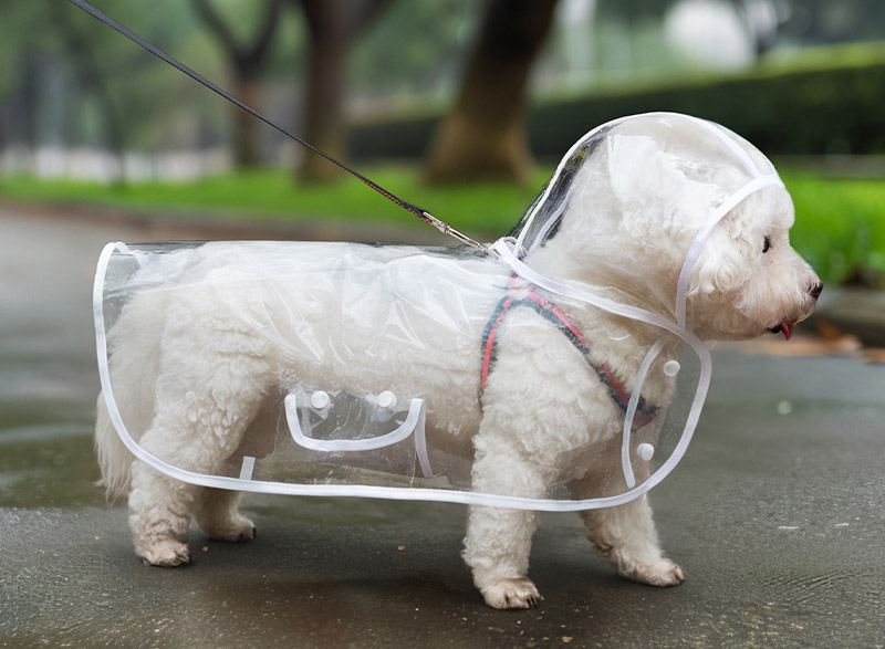 Áo mưa trong suốt cho chó