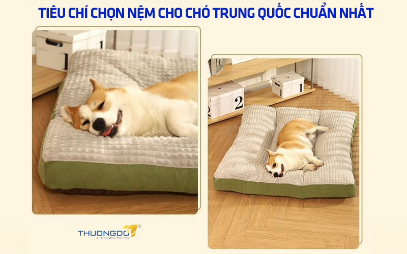 Tiêu chí chọn nệm cho chó nội địa Trung Quốc chuẩn nhất