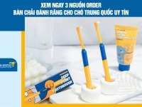 Xem ngay 3 nguồn order bàn chải đánh răng cho chó Trung Quốc uy tín