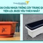 9 loại chậu nhựa trồng cây Trung Quốc tiện lợi, được yêu thích nhất
