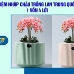 Kinh nghiệm nhập chậu trồng lan Trung Quốc giá rẻ, 1 vốn 4 lời