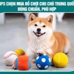 Tips chọn mua đồ chơi cho chó Trung Quốc đúng chuẩn, phù hợp bạn phải biết