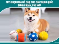 Tips chọn mua đồ chơi cho chó Trung Quốc đúng chuẩn, phù hợp bạn phải biết