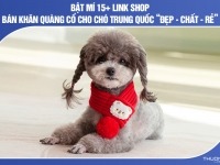 Bật mí 15+ link shop bán khăn quàng cổ cho chó Trung Quốc “Đẹp – Chất – Rẻ”