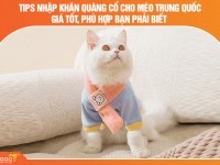 Tips nhập khăn quàng cổ cho mèo Trung Quốc giá tốt, phù hợp bạn phải biết