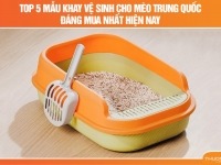 Top 5 mẫu khay vệ sinh cho mèo Trung Quốc đáng mua nhất hiện nay