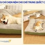 Bật mí tiêu chí chọn nệm cho chó Trung Quốc? Cách nhập hàng