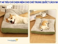 Bật mí tiêu chí chọn nệm cho chó Trung Quốc? Cách nhập hàng