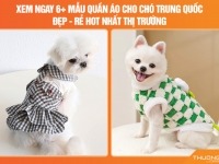 Xem ngay 6+ mẫu quần áo cho chó Trung Quốc đẹp – rẻ hot nhất thị trường