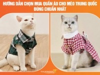Hướng dẫn chọn mua quần áo cho mèo Trung Quốc đúng chuẩn chi tiết nhất