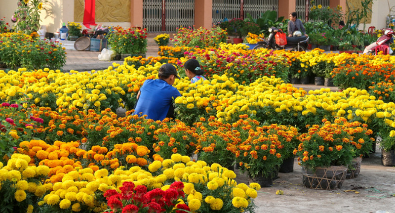Cây cảnh, hoa tươi chơi tết