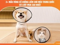 Xem ngay 3+ mẫu vòng chống liếm chó mèo Trung Quốc có lượt mua cao nhất