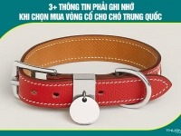 3+ Thông tin phải ghi nhớ khi chọn mua vòng cổ cho chó Trung Quốc